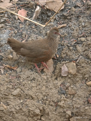 Ptilopachus petrosus