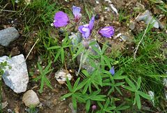 Geranium baschkyzylsaicum