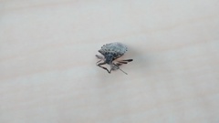 Halyomorpha halys