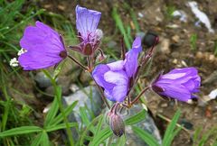 Geranium baschkyzylsaicum