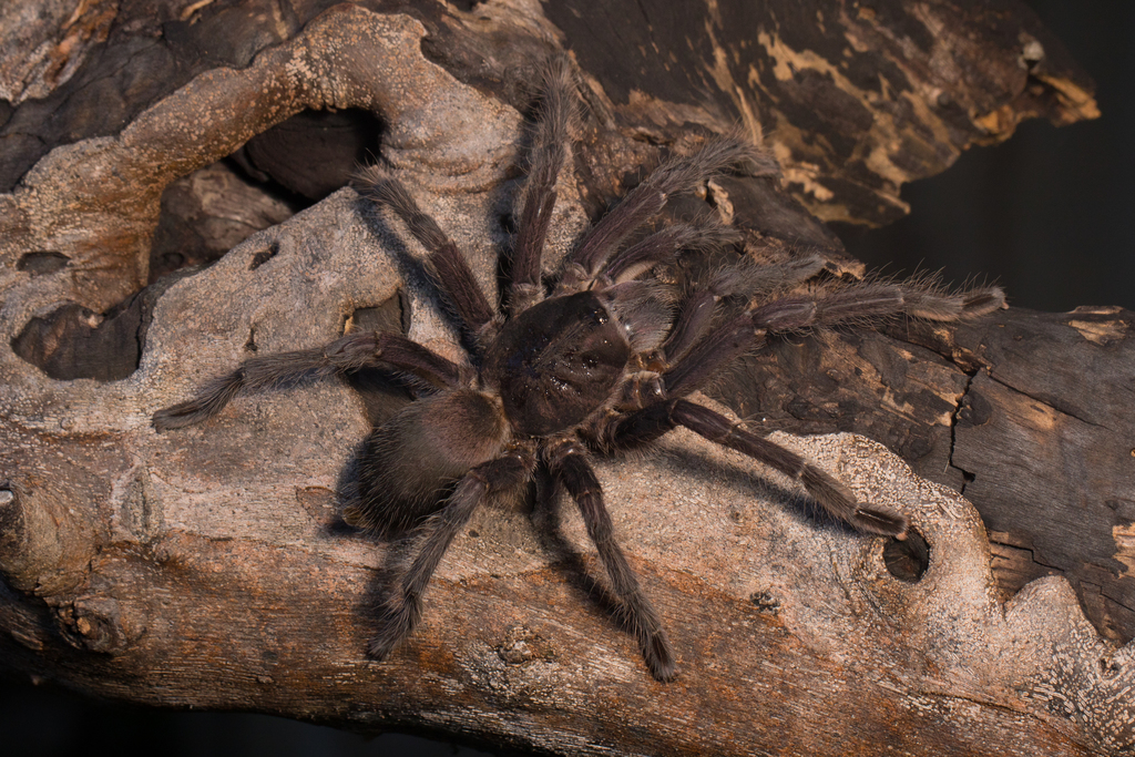 Encyocrates raffrayi from Nosy Hara, Madagascar, Madagaskar on April 03