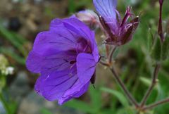 Geranium baschkyzylsaicum