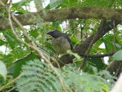 Saltator olivascens