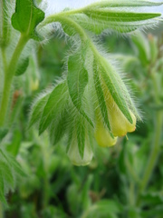 Onosma microcarpa