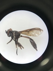 Salpingogaster