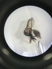 Salpingogaster