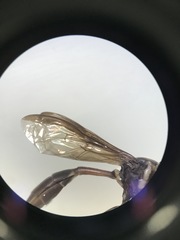 Salpingogaster
