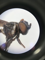 Salpingogaster
