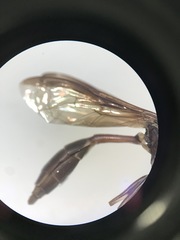 Salpingogaster