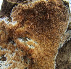 Phlebia nothofagi