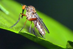 Empis livida