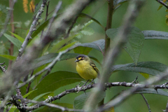 Todirostrum poliocephalum