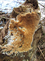 Phlebia nothofagi