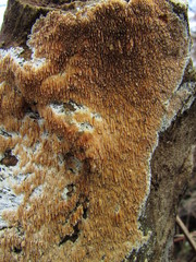 Phlebia nothofagi