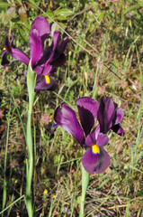 Iris filifolia