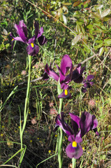 Iris filifolia
