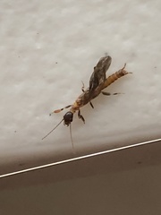 Oligotoma saundersii