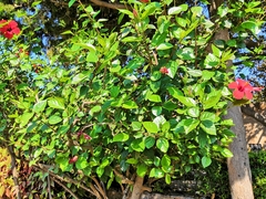 Hibiscus rosa-sinensis