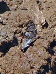 Dynamine tithia tithia