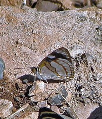 Dynamine tithia tithia