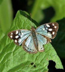 Dynamine tithia tithia