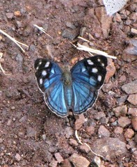 Dynamine tithia tithia