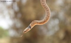 Macroprotodon brevis