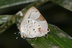 Tmolus cydrara