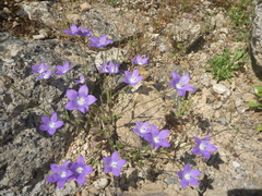 Campanula ramosissima