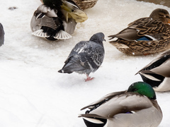 Columba livia domestica