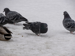 Columba livia domestica