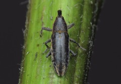 Lixus subtilis