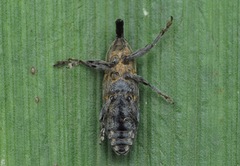 Lixus subtilis