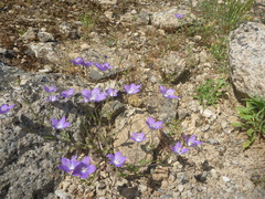 Campanula ramosissima