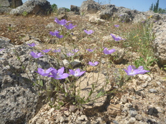 Campanula ramosissima