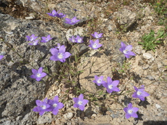 Campanula ramosissima