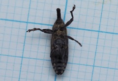 Lixus subtilis