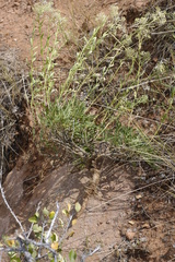 Lepidium huberi