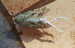 Phenax variegata