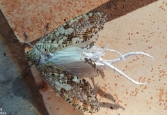 Phenax variegata