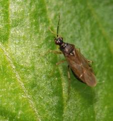 Dicyphus globulifer