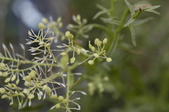 Lepidium huberi