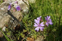 Geranium linearilobum