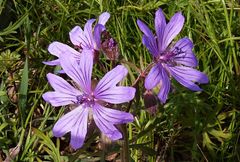 Geranium linearilobum