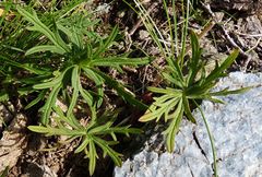 Geranium linearilobum