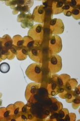 Frullania californica