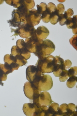 Frullania californica