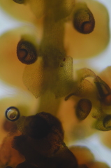 Frullania californica