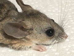 Peromyscus eremicus