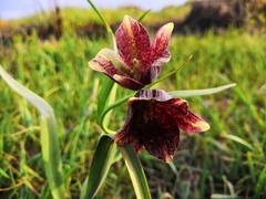 Fritillaria meleagroides